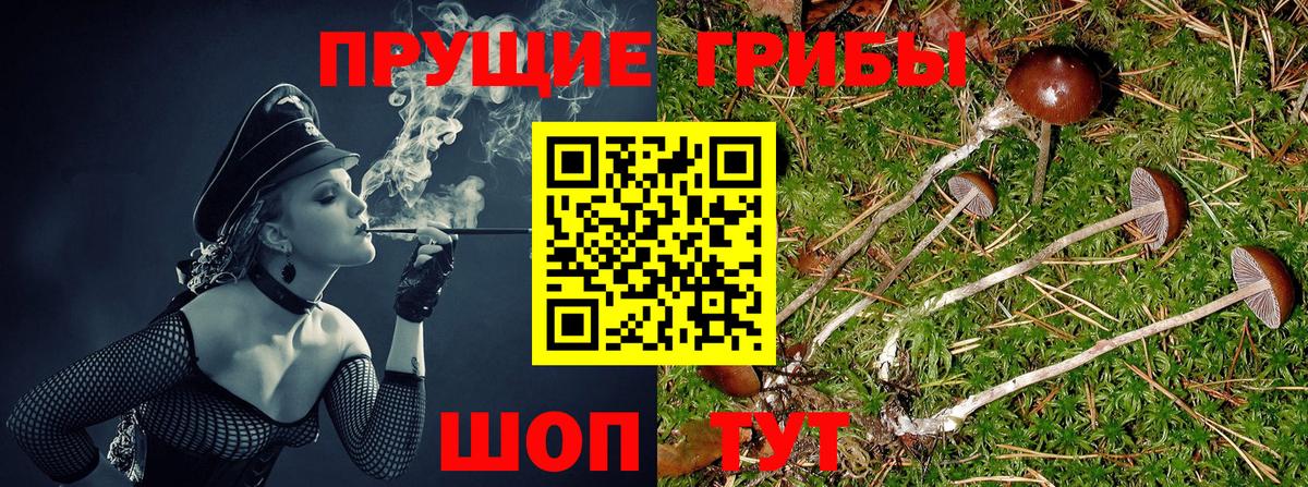 Красный Сулин  Псилоцибиновые грибы GOLDEN TEACHER  Вход с VPN 